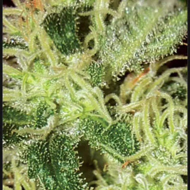 Super Critical Feminised Cannabis Seeds | Green House Seeds