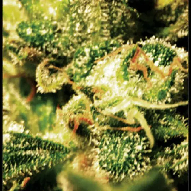 Super Critical Automatic Feminised Cannabis Seeds | Green House Seeds 