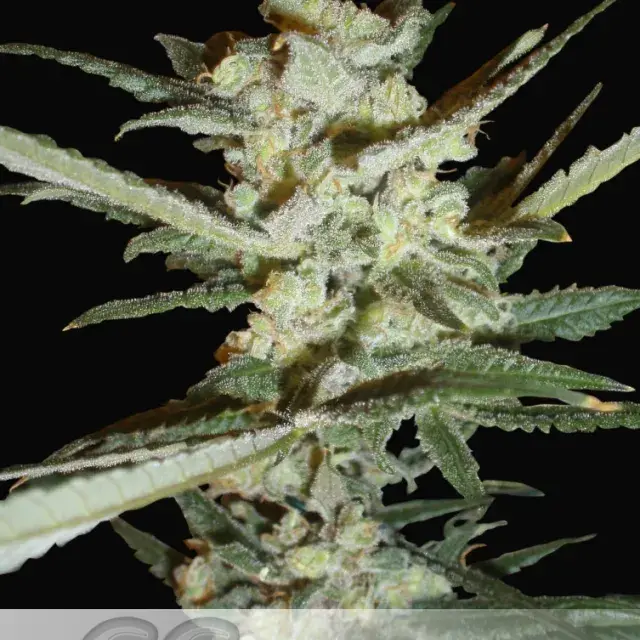 Supersonic Crystal Storm Auto Feminised Cannabis Seeds