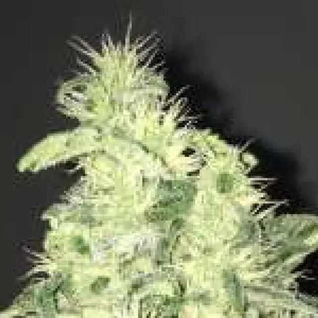 Supreme CBD Kush Feminised Cannabis Seeds | Nirvana 