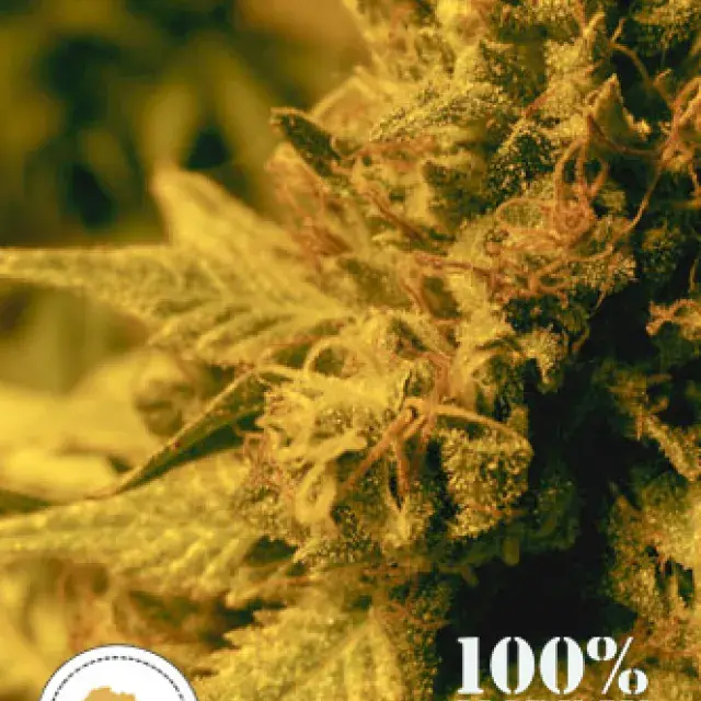 Swazi Gold Regular Cannabis Seeds | Seeds of Africa