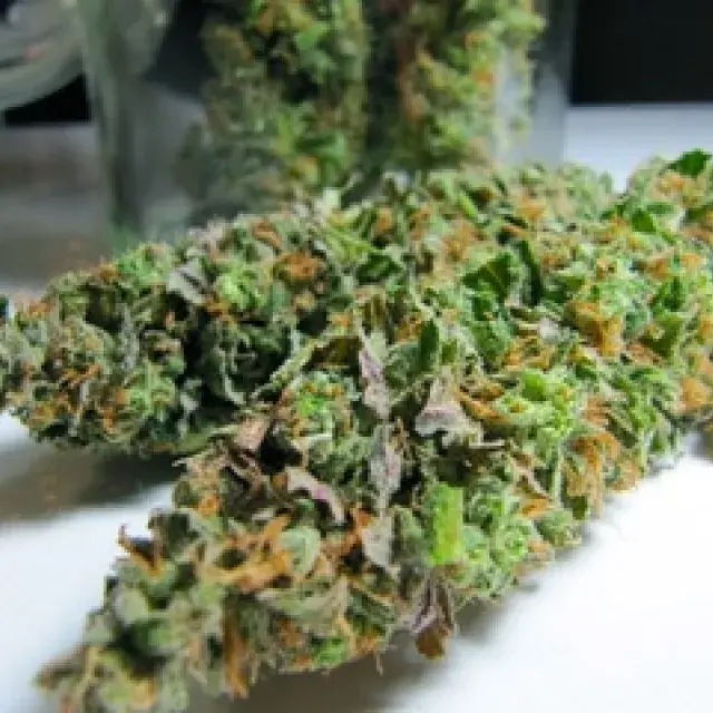 BC Sweet Island Skunk Regular Cannabis Seeds |  BC Bud Depot