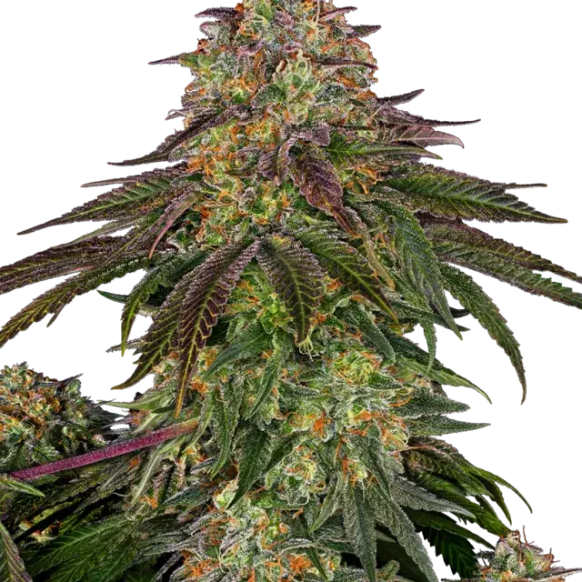 Sweet Cherry Kush Feminised Cannabis Seeds - Sensi Seeds