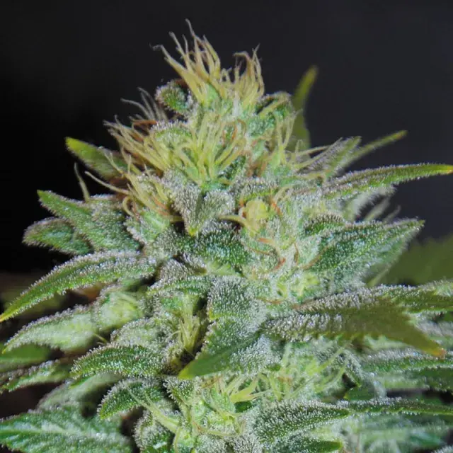 Sweet Black Angel Feminised Cannabis Seeds