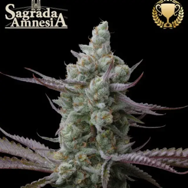 Sagrada Amnesia Feminised Cannabis Seeds | Seed Stockers.