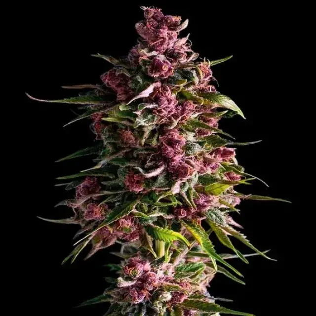 Empire Pink Empire  Cannabis Seeds – Empire Seeds Bank.