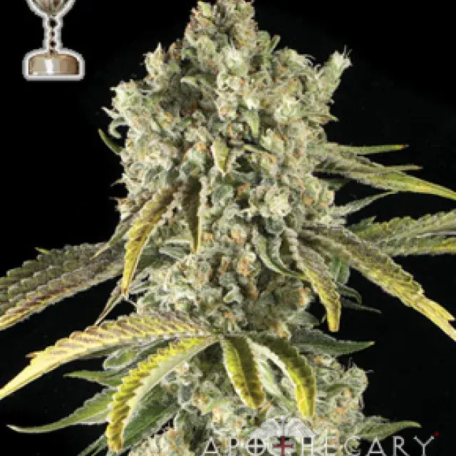 Tahoe OG Regular Cannabis Seeds | Apothecary Genetics Seeds