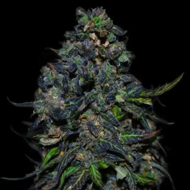 Taison Auto Feminised Cannabis Seeds