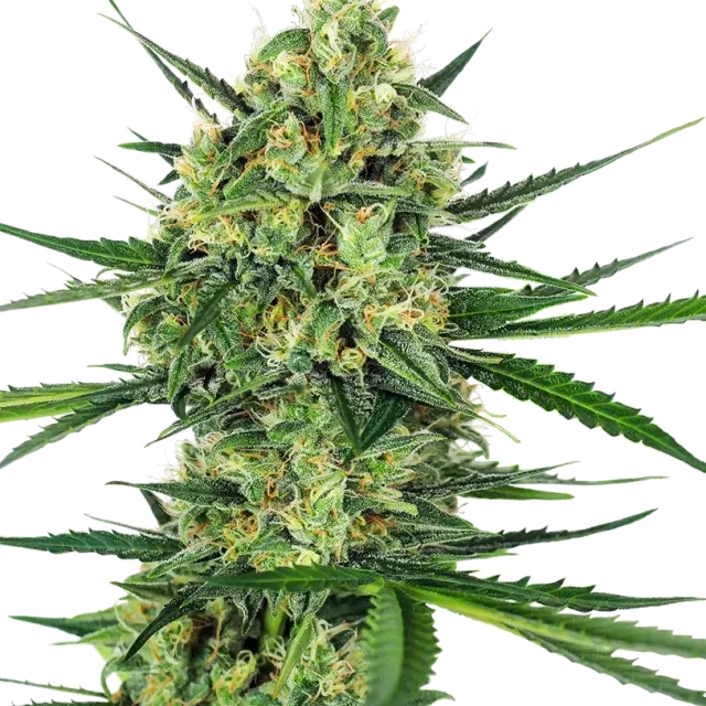 Tangerine Sugar Feminised Cannabis Seeds - Sensi Seeds