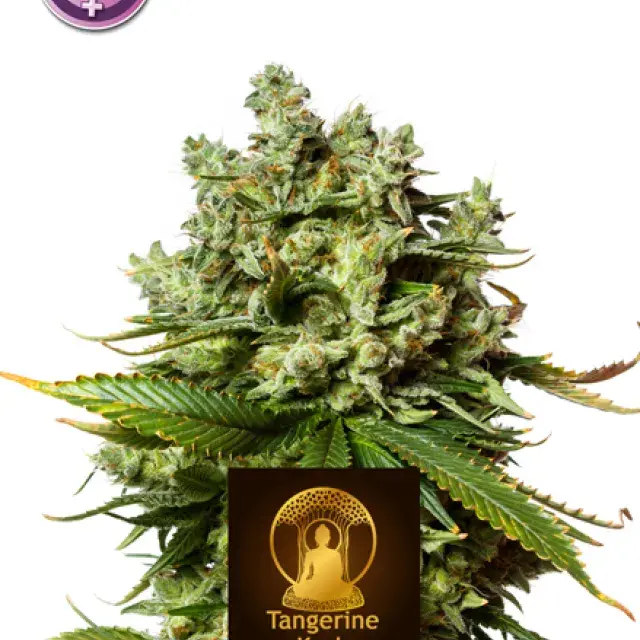 Tangerine Kush Feminised Cannabis Seeds | Kera Seeds