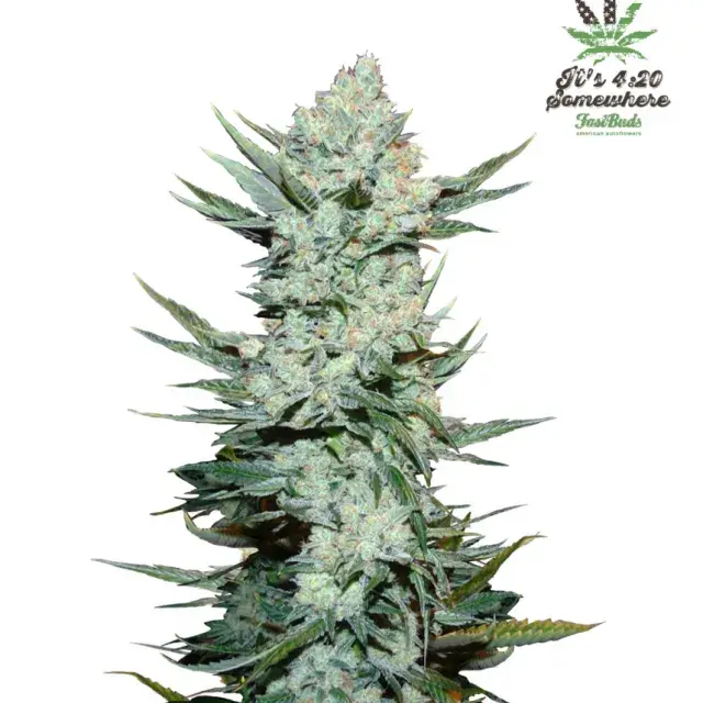 Tangie'matic Auto Feminised Cannabis Seeds | Fast Buds
