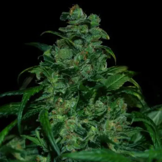 Tank Feminised Cannabis Seeds