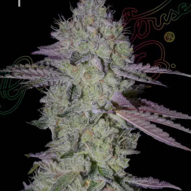 Tarte Tatin Feminised Cannabis Seeds | Greenhouse Seeds