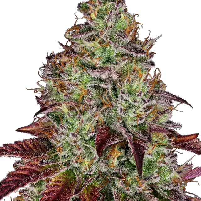 Tezla OG Feminised Cannabis Seeds - Sensi Seeds Research