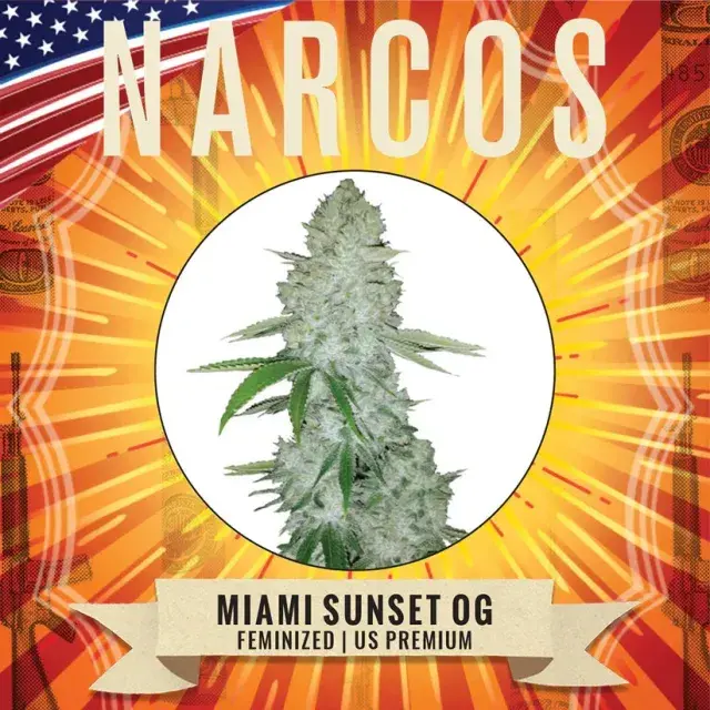 Miami Sunset Feminised Cannabis Seeds - NARCOS Seeds.