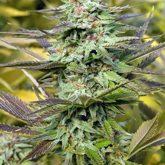 Buy Big Head Seeds THC Pro Feminised Cannabis Seeds