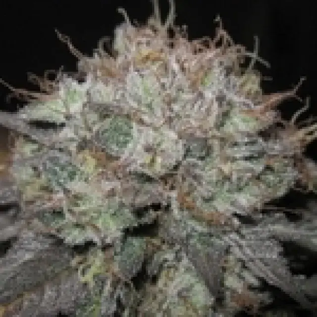 The Big Regular Cannabis Seeds | BC Bud Depot