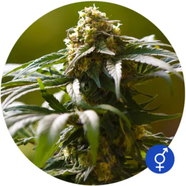 The Bulldog Skunk Regular Cannabis Seeds | Bulldog Seeds