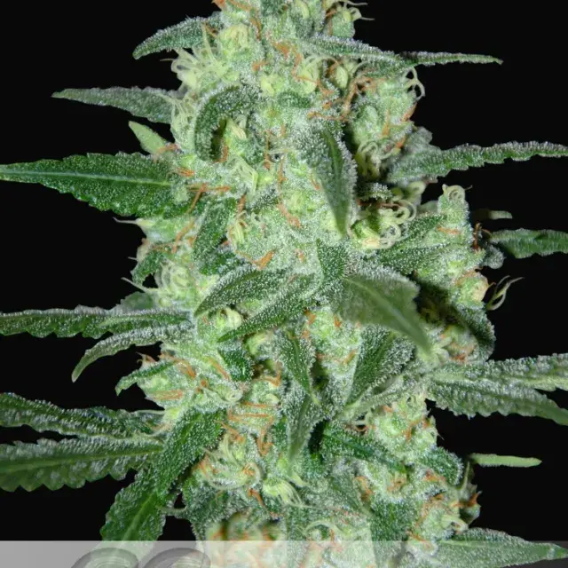 Thunder Bloody Mary Auto Feminised Cannabis Seeds