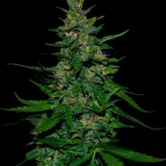 Timanfaya Auto Feminised Cannabis Seeds