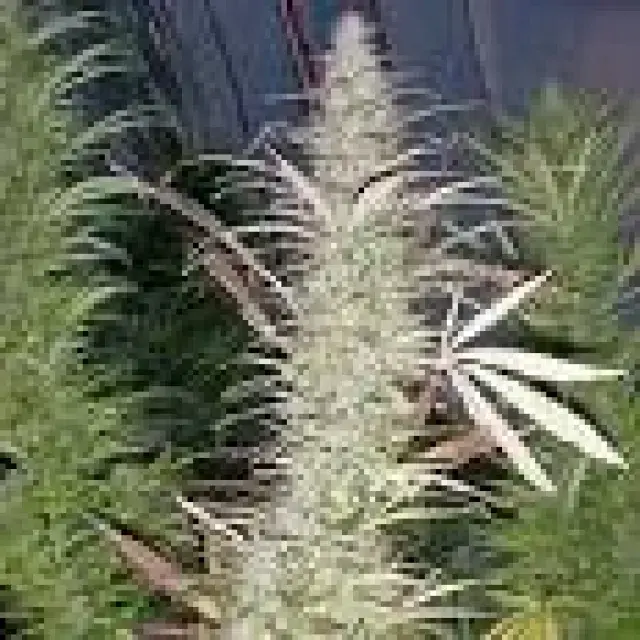 Timewarp Regular Cannabis Seeds | Next Generation Seeds