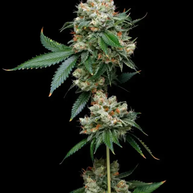 Donny Burger Feminised Cannabis Seeds - Mavericks Seeds.
