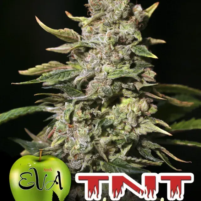 TNT Kush Feminised Cannabis Seeds