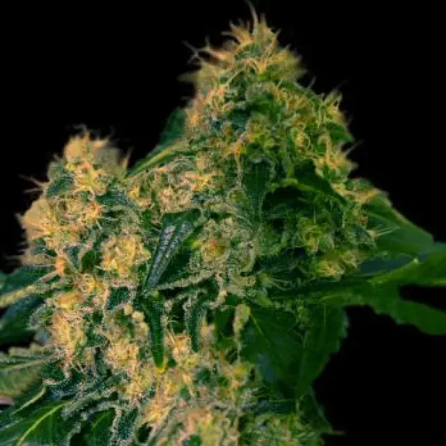 Torpedo Feminised Cannabis Seeds