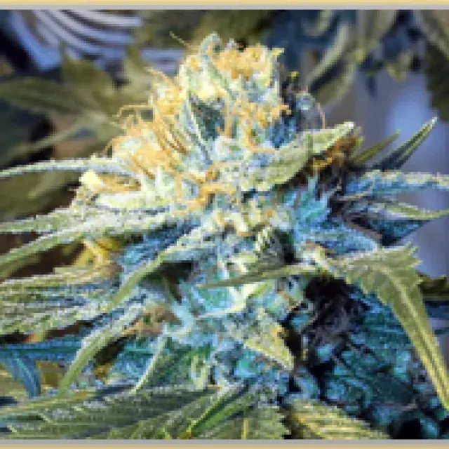 Gage Green Transformer Cannabis Seeds