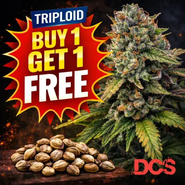 Sherbet TRIPLOID Feminised Seeds | Discount Cannabis Seeds