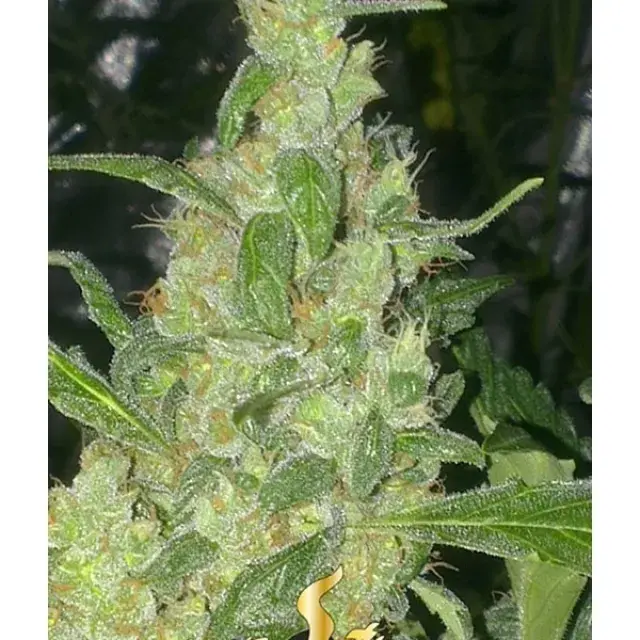 Turing Auto Feminised Cannabis Seeds | Superstrains