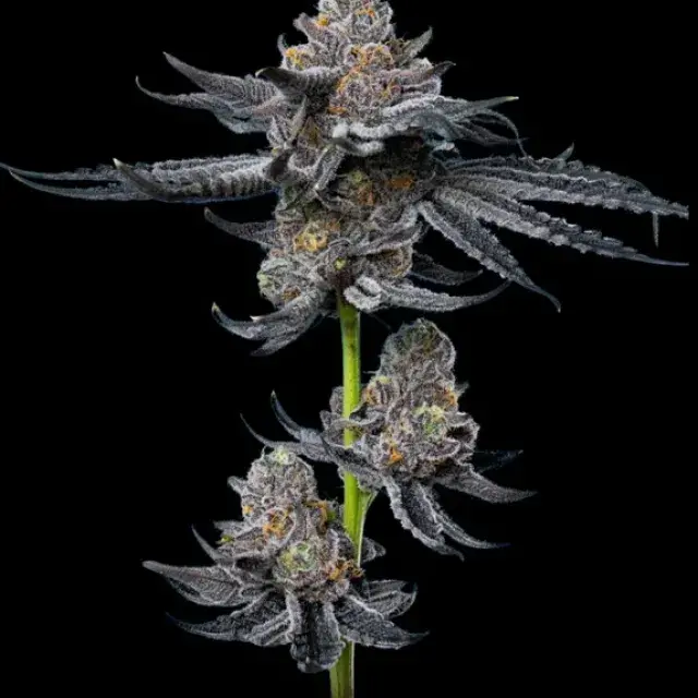 Platinum OG Feminised Cannabis Seeds - Mavericks Seeds.