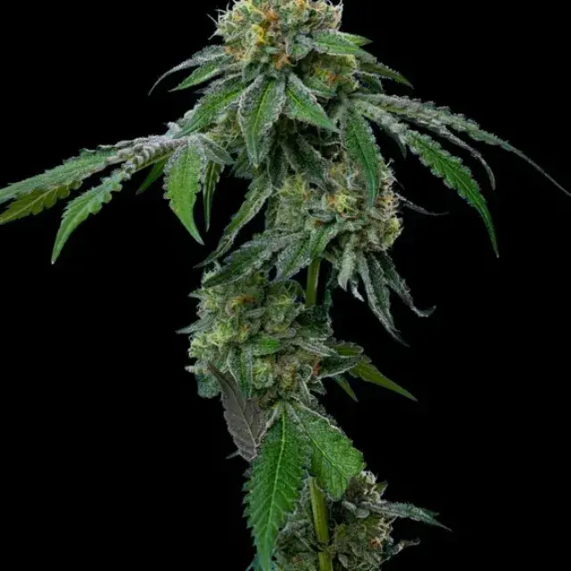 RS11 Feminised Cannabis Seeds - Mavericks Seeds.