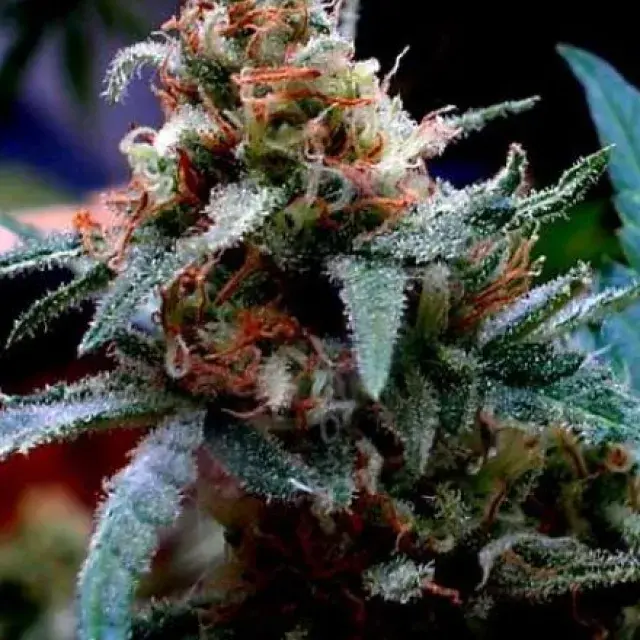 UBC Chemo Regular Cannabis Seeds | BC Bud Depot