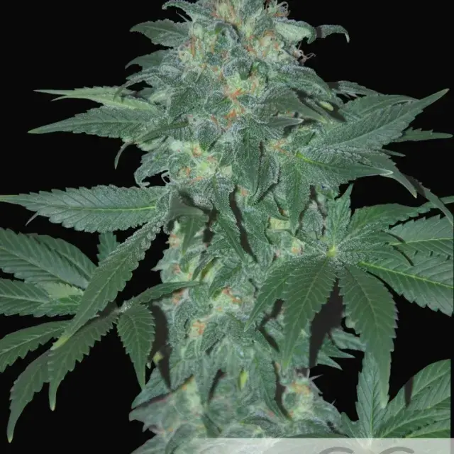 Ultraviolet Auto Feminised Cannabis Seeds