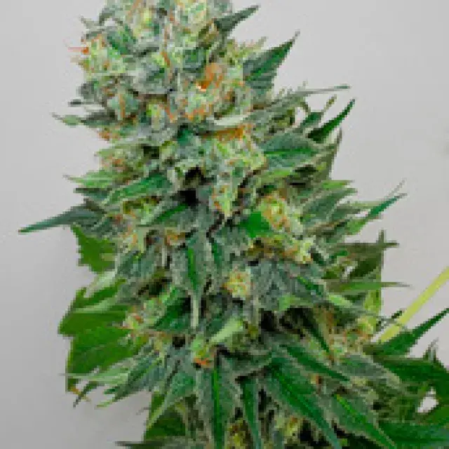 Flashberry Regular Cannabis Seeds | Mandala Seeds