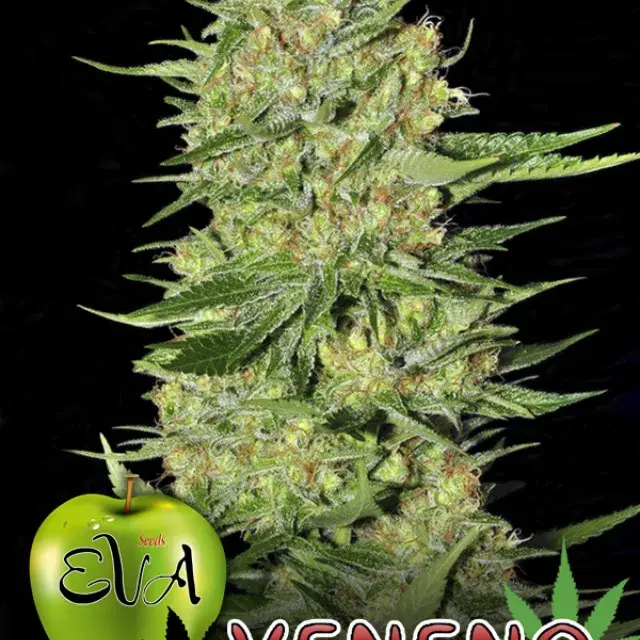 Veneno Feminised Cannabis Seeds