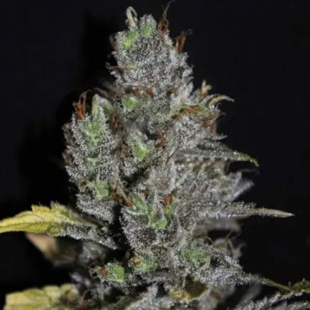 Viagrra Feminised Cannabis Seeds