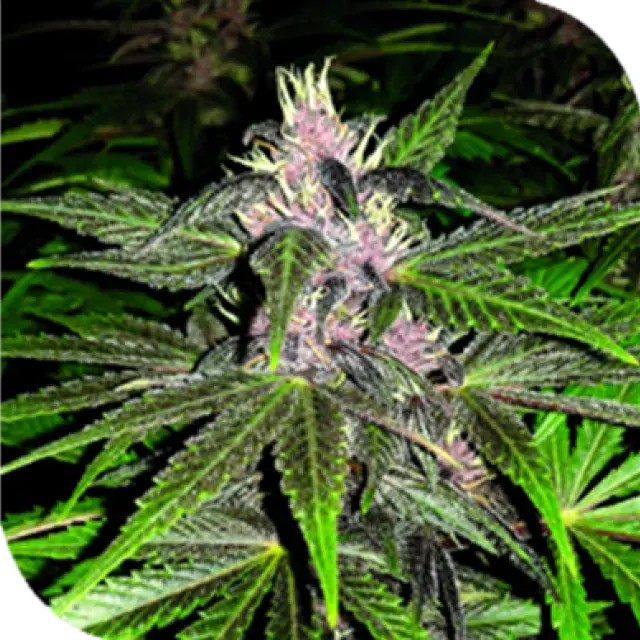Violet Haze Feminised Cannabis Seeds | Plantformers