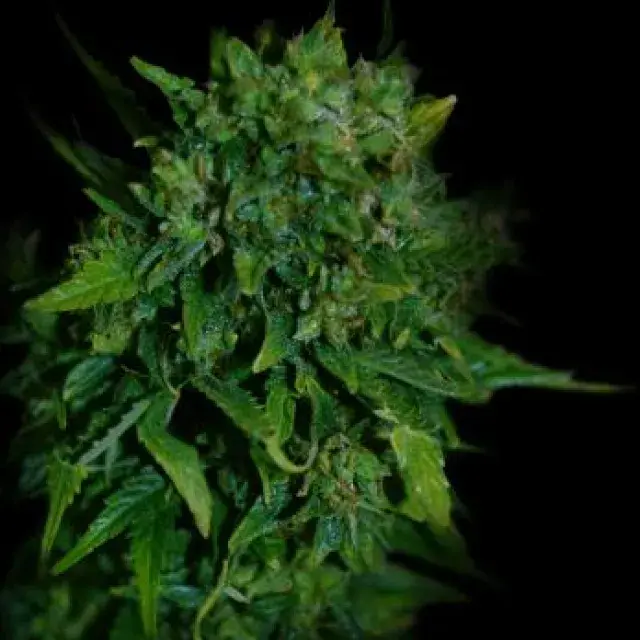 VIP Auto Feminised Cannabis Seeds