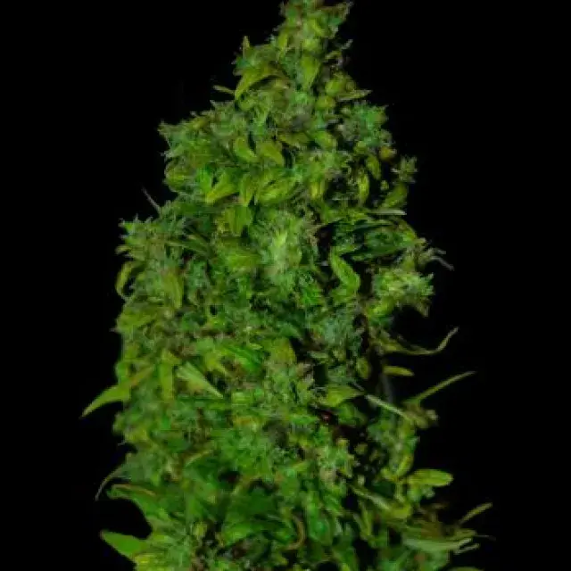 VIP Dwarf Auto Feminised Cannabis Seeds