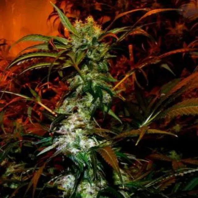 VIP Haze Feminised Cannabis Seeds