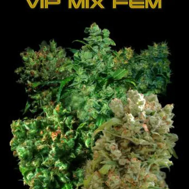 VIP Female Mix Feminised Cannabis Seeds