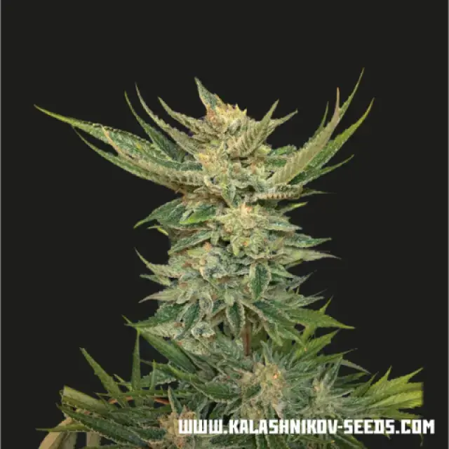Vodka Lemon Feminised Cannabis Seeds | Kalashnikov Seeds