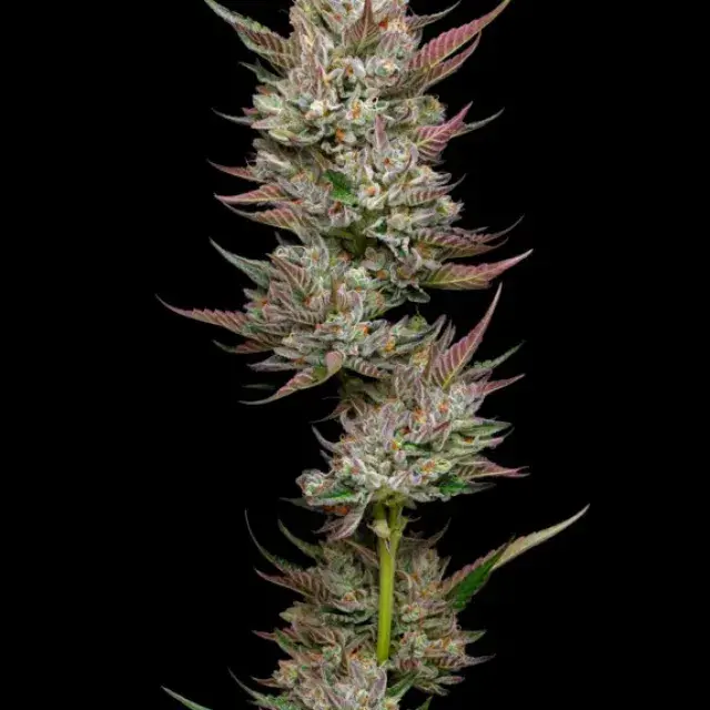 Tropicana Cherry Feminised Cannabis Seeds - Mavericks Seeds.