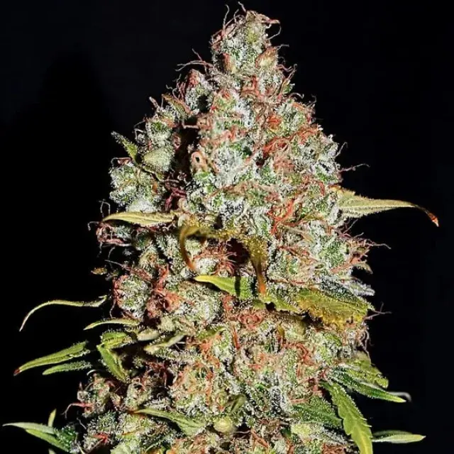 Empire White Truffle Cannabis Seeds – Empire Seeds Bank.
