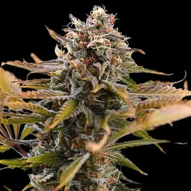 Empire Fatso Cannabis Seeds – Empire Seeds Bank.