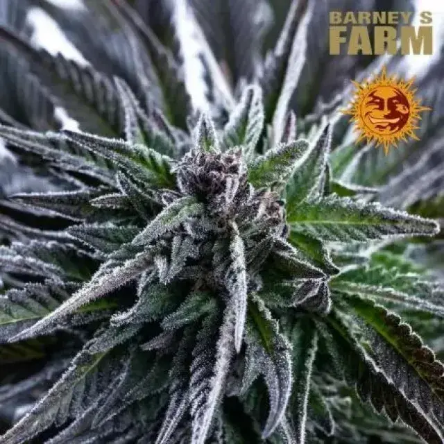 Bruce Banner Feminised Cannabis Seeds | Barney's Farm. 