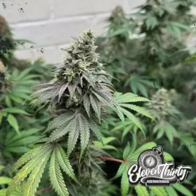 Double Scoop Auto Cannabis Seeds - Eleven Thirty Genetics.