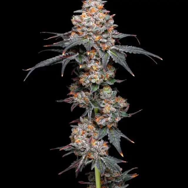 Zerealz Feminised Cannabis Seeds - Mavericks Seeds.